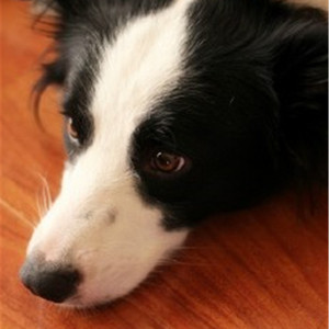 数据项目小龟导航
